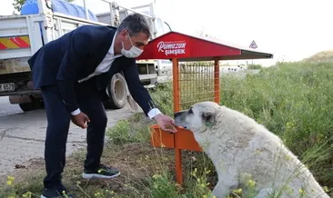 Sokak hayvanları adına büyük adım!