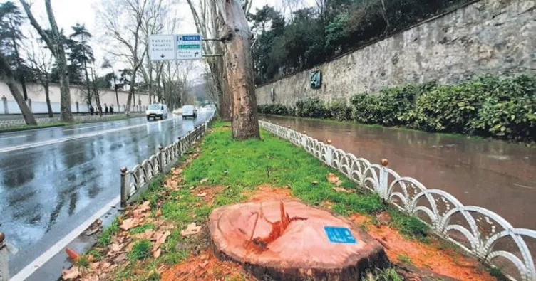 TEMA’nın meselesi ağaç değilmiş