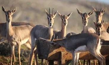 Hatay’da ’gazella gazella’ popülasyonunda artış