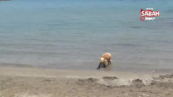Sıcaktan bunalan sevimli köpeğin deniz keyfi kamerada