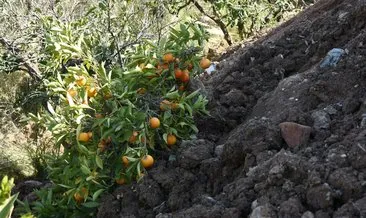 SABAH yazdı Ağaç katliamı durdu! Taşımamışlar meyveleriyle birlikte toprağa gömmüşler