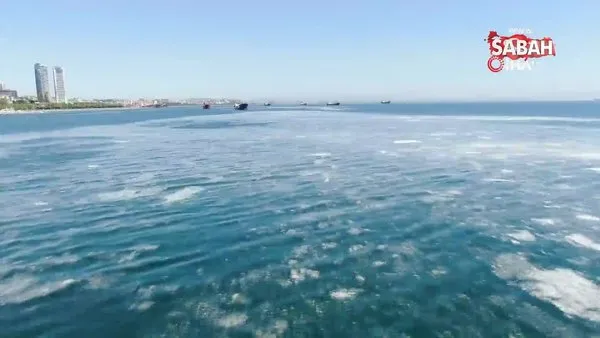 İstanbul sahillerini istila eden deniz salyalarında yoğunluk arttı | Video