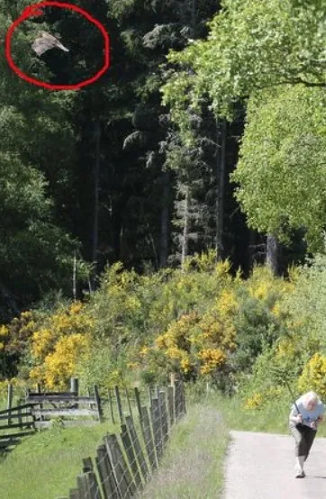 Yoldan geçene kabusu yaşatıyor! Sarışınları hedef alıyor, korkudan yanlarında sopa taşıyorlar