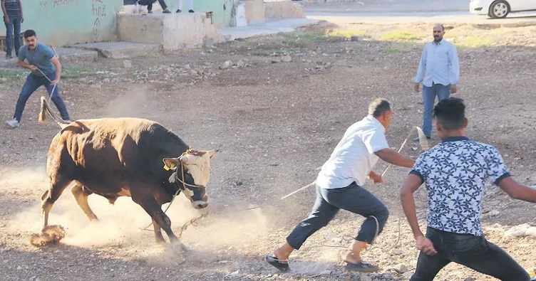 Önce sahipleri sonra boğalar kovaladı
