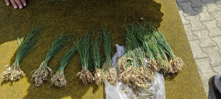 Batman’da yetişiyor: Kilosunun fiyatı altın ile yarışıyor!