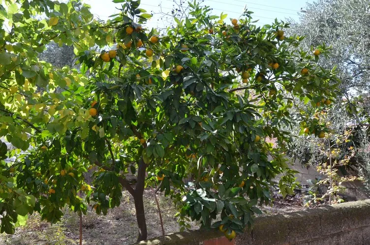 Bozkırın tam ortası Eskişehir’de mandalina ve portakal yetişti
