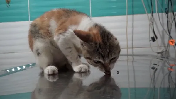 Ayağı ve kulağı kopan ‘Amazon’ kediye Erdemli Belediyesi sahip çıktı