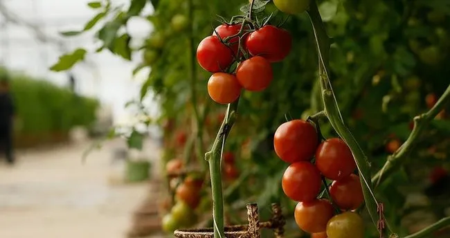 Rusya’nın almadığı domatesler Belarus’a kısmet oldu