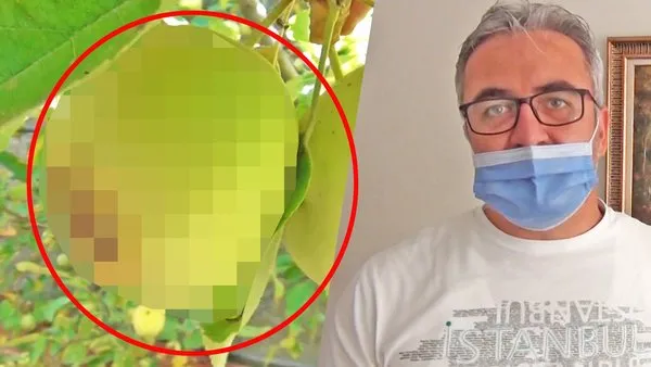 Son dakika haberi: Kütahya'da görenleri şoke eden o elmalar için ziraat mühendislerinden flaş açıklama | Video