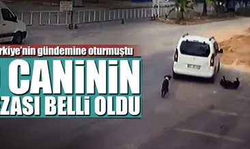 Köpeği ezen sürücüye 1097 lira ceza kesildi