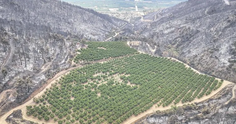 11 Kasım’da gelin hep birlikte ağaç dikelim