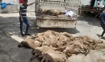 Başıboş köpekler Kahramanmaraş’ta dehşet saçtı… Köpekler 40 koyun, 150 tavuk ve 55 kazı telef etti #kahramanmaras
