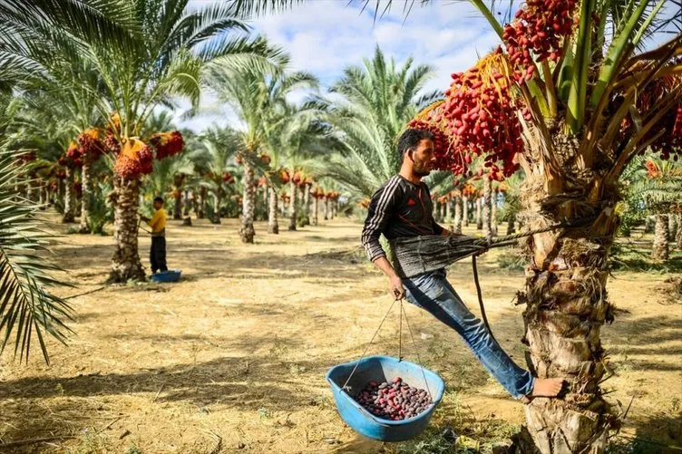 Gazze’de hurma hasadı başladı