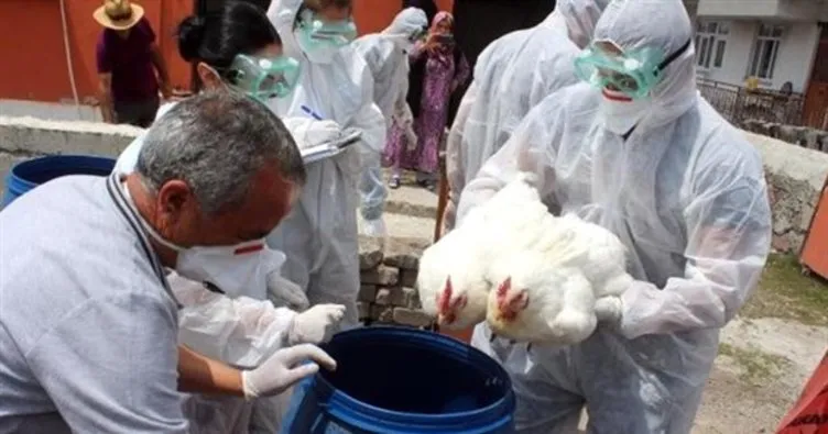 Ardahan’daki şüpheli kanatlı hayvan ölümleri