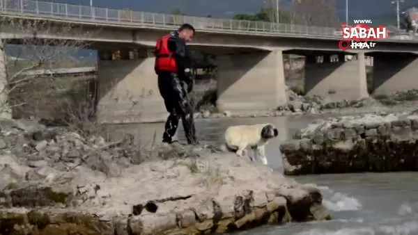 Tokat'ta nehrin ortasında mahsur kalan köpek kurtarma ekiplerine zor anlar yaşattı