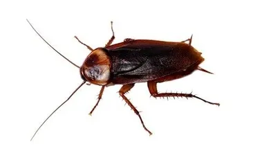 Onları öldürmek imkânsızlaşıyor