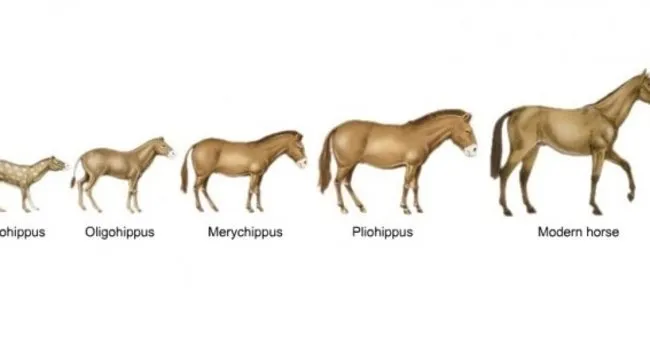 Atın evrimi nedir?