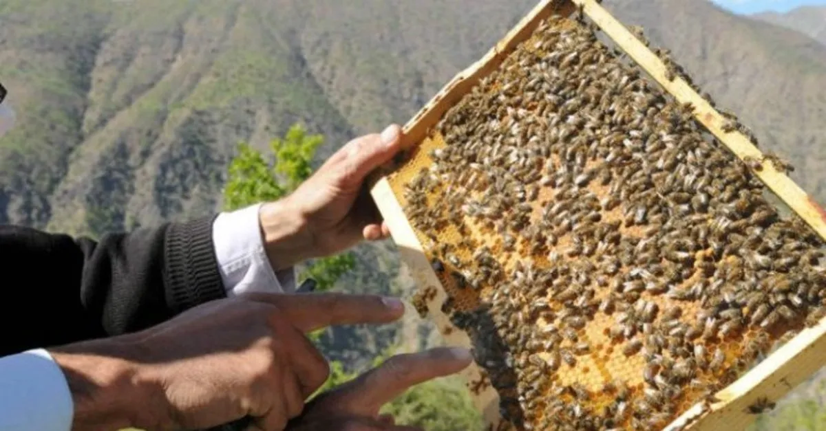 kilogrami bin tl den satilan anzer bali