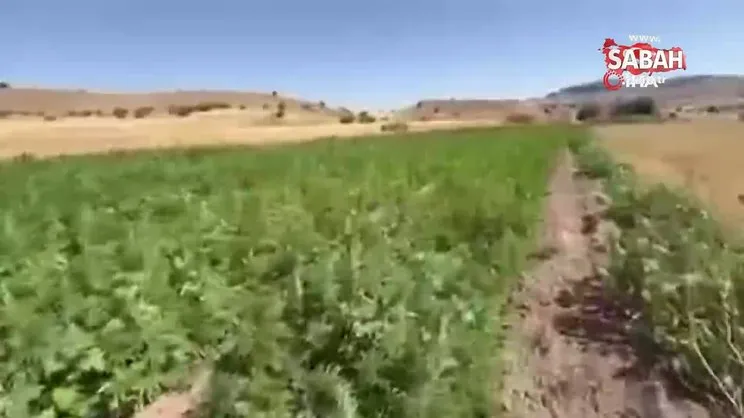 Lice’de 2 milyon 269 bin 200 kök kenevir ve skunk bitkisi imha edildi | Video