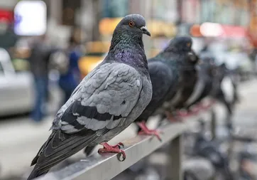 Bilim insanları şaşkına döndü! Güvercinlerin yön bulma sırrı karaciğerlerinde saklı olabilir