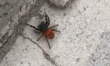 Ankara’da ’örümcek’ paniği