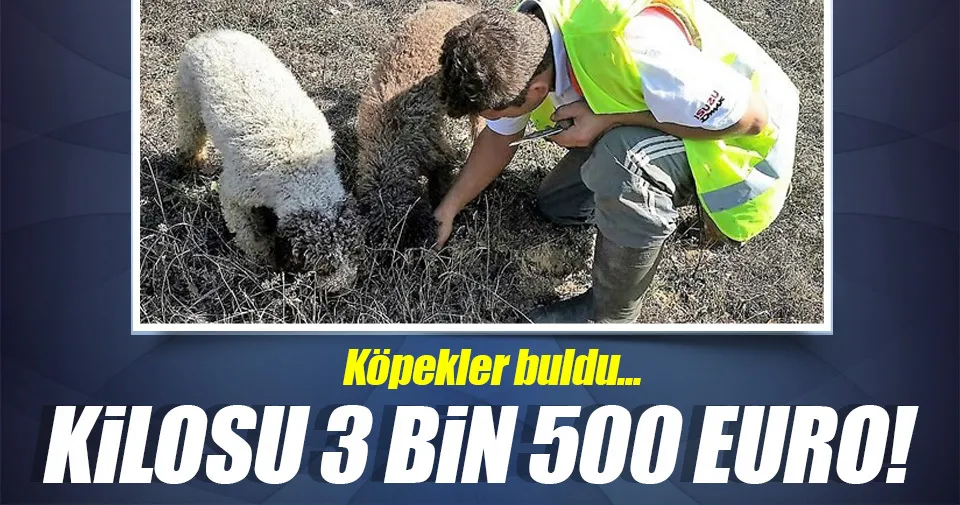 Bu Mantarin Kilosu 3 Bin 500 Euro Son Dakika Haberler