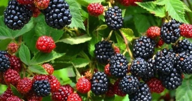 Böğürtlen, Ahududu ve Yaban Mersini Farkı Nedir? Böğürtlen, Ahududu, Frambuaz ve Yaban Mersini Arasındaki Farklar