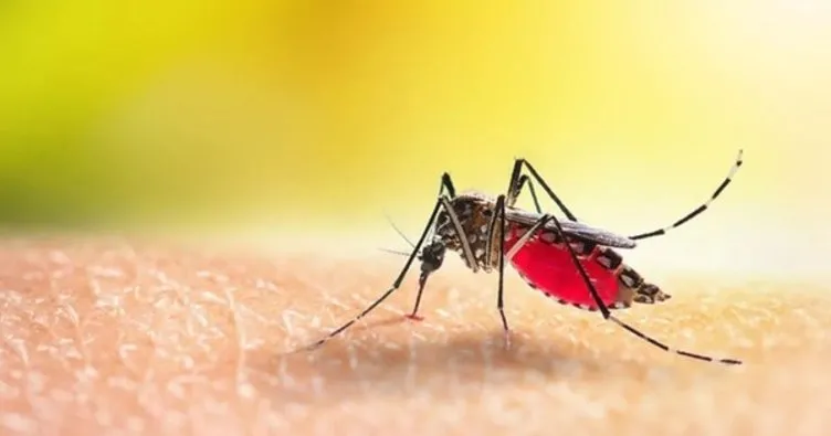 Aedes sivrisinek ısırığı belirtileri nelerdir, nasıl geçer? Aedes Sarı Humma sivrisineği ısırığı hangi hastalıklara neden olur, tedavisi var mı?
