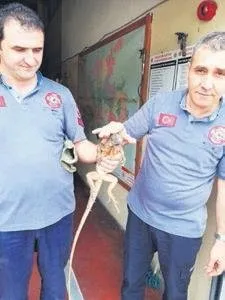 camide iguana alarmi son dakika haberler