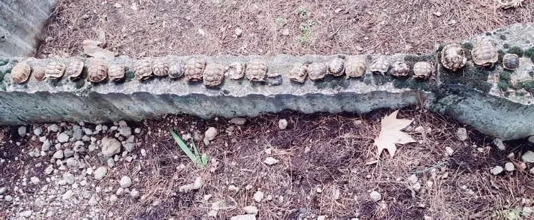 Mezarlıktaki ölü kaplumbağaların sırrı çözüldü