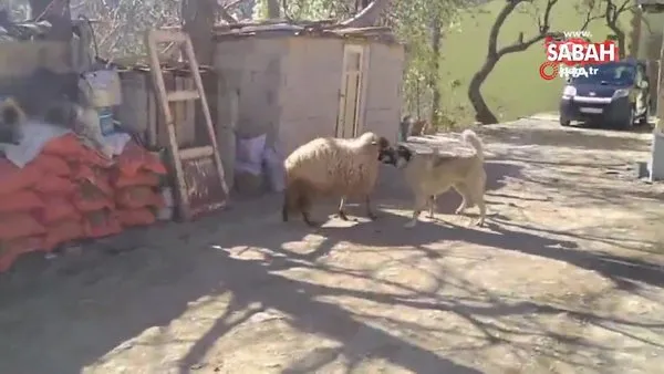 Birlikte büyüyen koyun ile köpeğin oyunları izleyenleri gülümsetti | Video