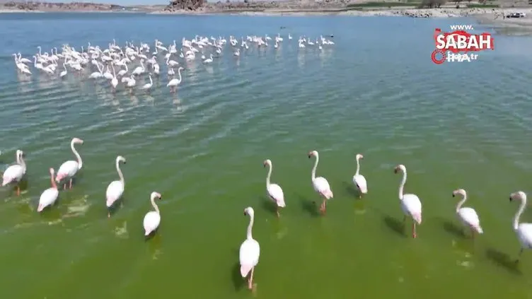Flamingolar kuluçka öncesi eşleşme için Mamasın Barajı'nda