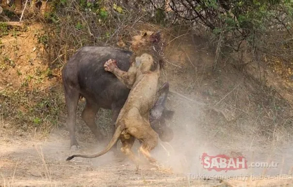 Vahşi doğanın acımasız yüzü! Tek sandığı bufaloya saldırmak isteyen aslanın feci sonu...