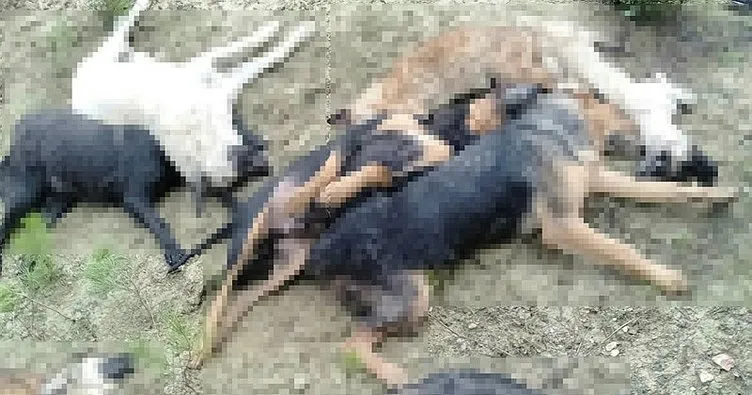 Bilecik’te 14 köpek katledildi: 4 kişi gözaltına alındı!