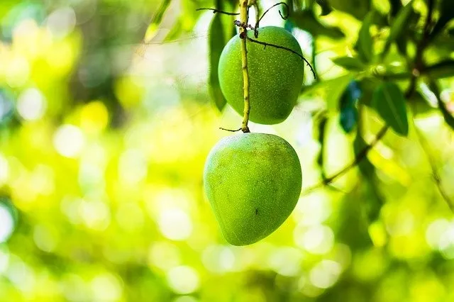Meyvelerin kraliçesi mangonun vücudumuzdaki şaşırtan etkisi