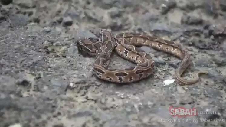 Son dakika haberi! Dünyayı şoke etti! Çift başlı yılan ortaya çıktı…