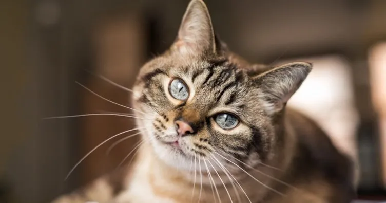 Tekir Kedi Özellikleri Ve Bakımı: Evde Tekir Kedi Nasıl Bakılır, Beslenir ve Yetiştirilir?