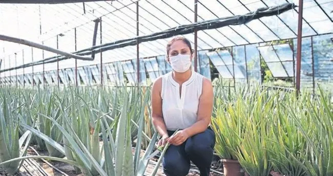 Mucize bitki aloe vera