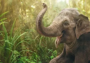 Afrika filleri birbirlerini isimleriyle çağırıyorlar! Bilim insanlarının keşfi şoke etti