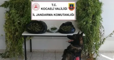 Jandarma zehir tacirlerine geçit vermiyor! #kocaeli Jandarma zehir tacirlerine geçit vermiyor! #kocaeli