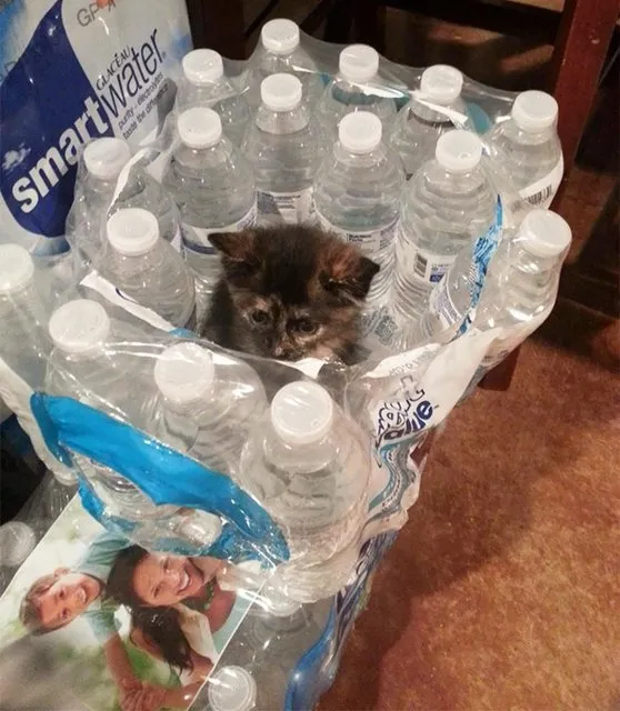 KEDİLERİN HER YERE SIĞABİLECEĞİNİ KANITLAYAN KARELER...