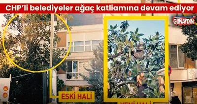 CHP belediyeciliğinde yine ağaç katliamı, yine skandal! Asırlık çınar ağacına tabela operasyonu!