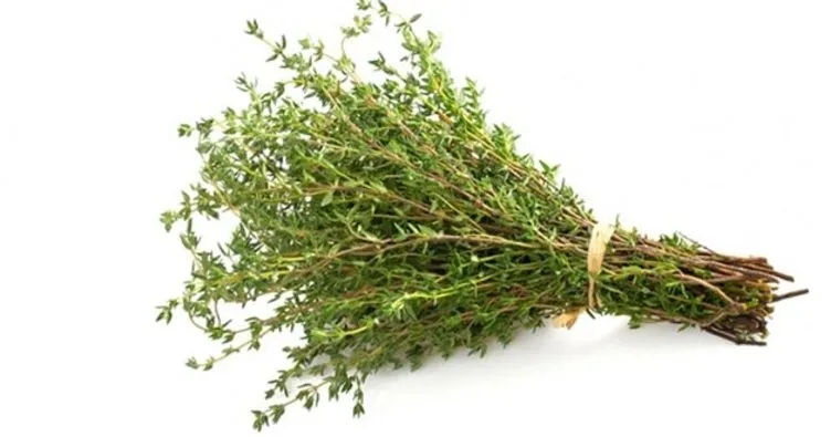 Kekigin Faydalari Nelerdir Ne Ise Yarar Kekik Neye Iyi Gelir Nasil Kullanilir Sabah