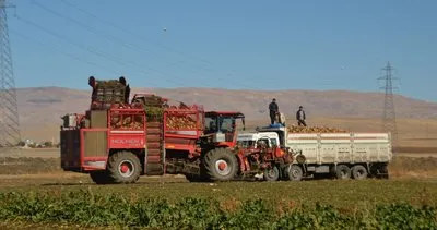 Muş’ta çiftçilerin zorlu pancar mesaisi devam ediyor