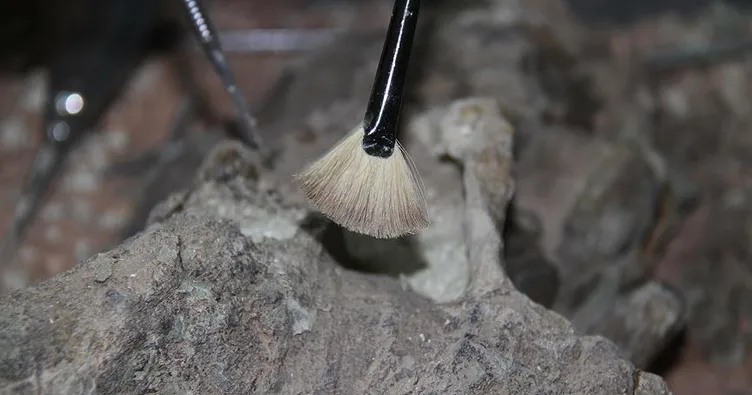 İnsan boyutunda penguen fosili bulundu