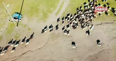 Karlı Süphan Dağı’nın eteklerin kuzu ve koyunların renkli buluşması | Video