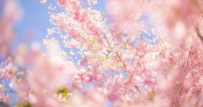 BAHAR GELİYOR! İlk cemre ne zaman, nereye düşecek? İşte 2026 cemre düşme tarihleri