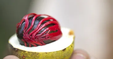 Sigaranın verdiği zararı yok ediyor! İşte vücuttaki toksinleri atan mucize besin...