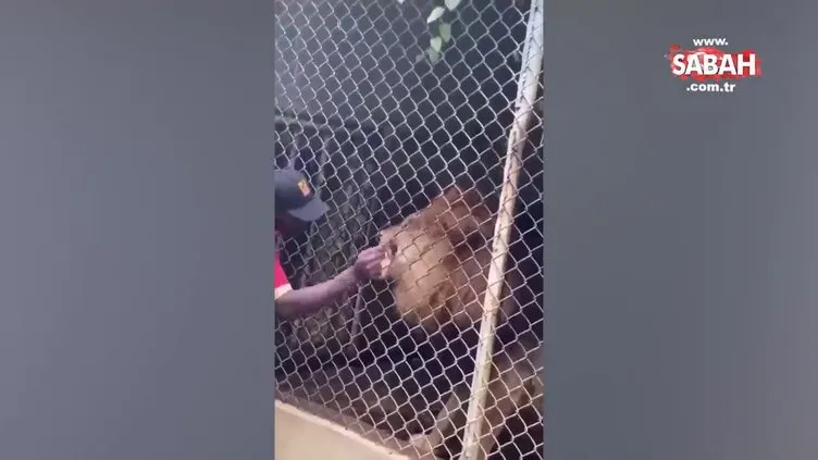 Hayvanat bahçesinde dehşet anları kamerada! Aslan, bakıcısının parmağını böyle kopardı | Video
