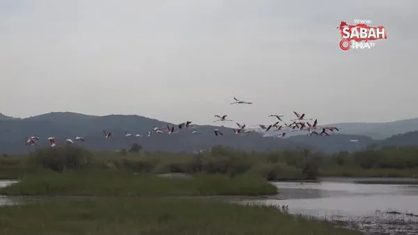 Aydın'da flamingolardan görsel şölen | Video
